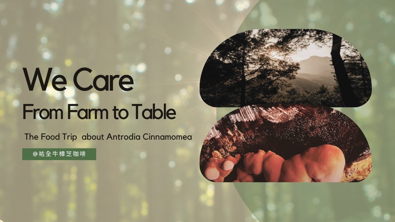 Antrodia Coffee — Energizing pour-over blend