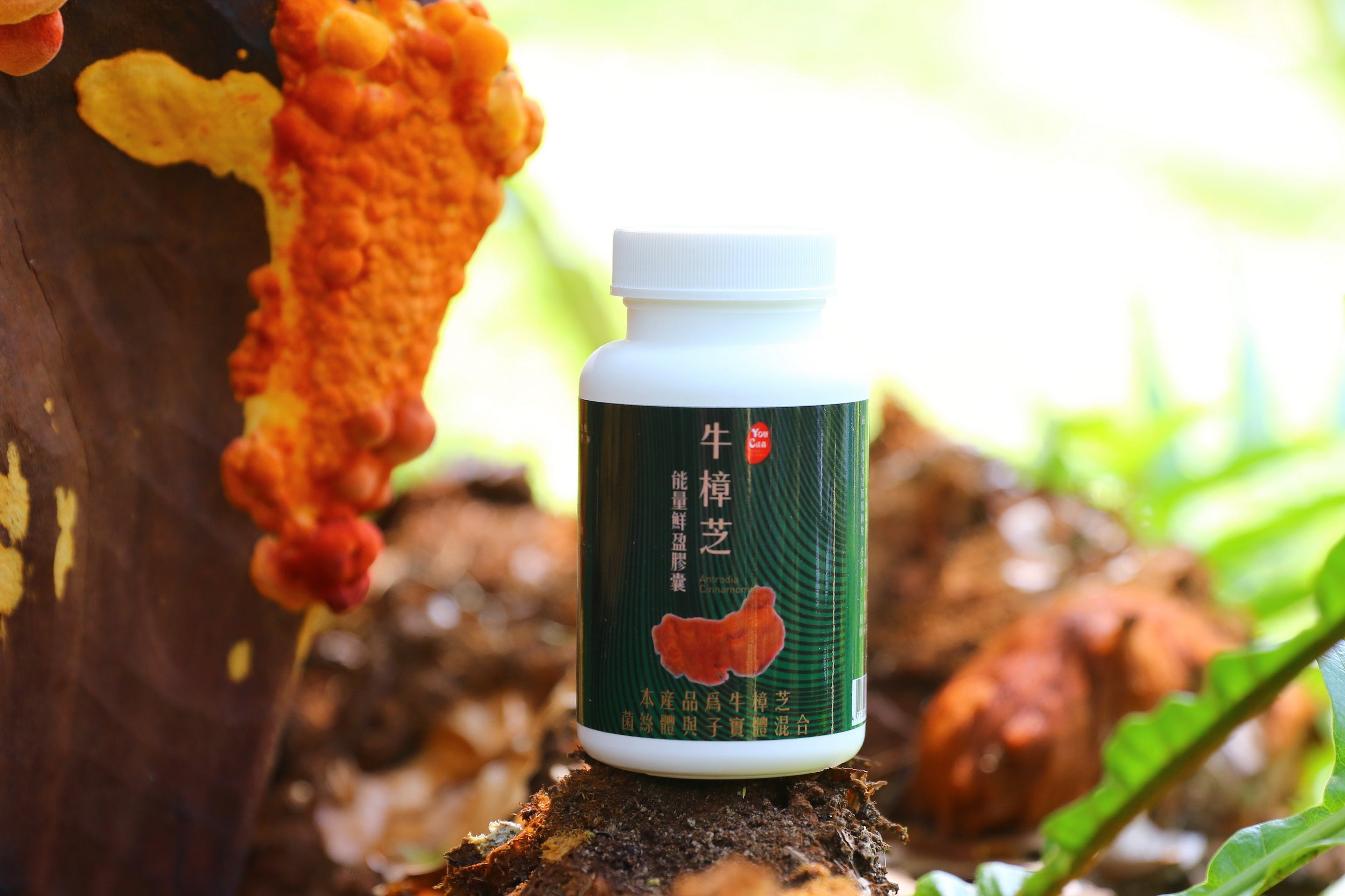 Antrodia Capsules — Daily stamina & liver support.