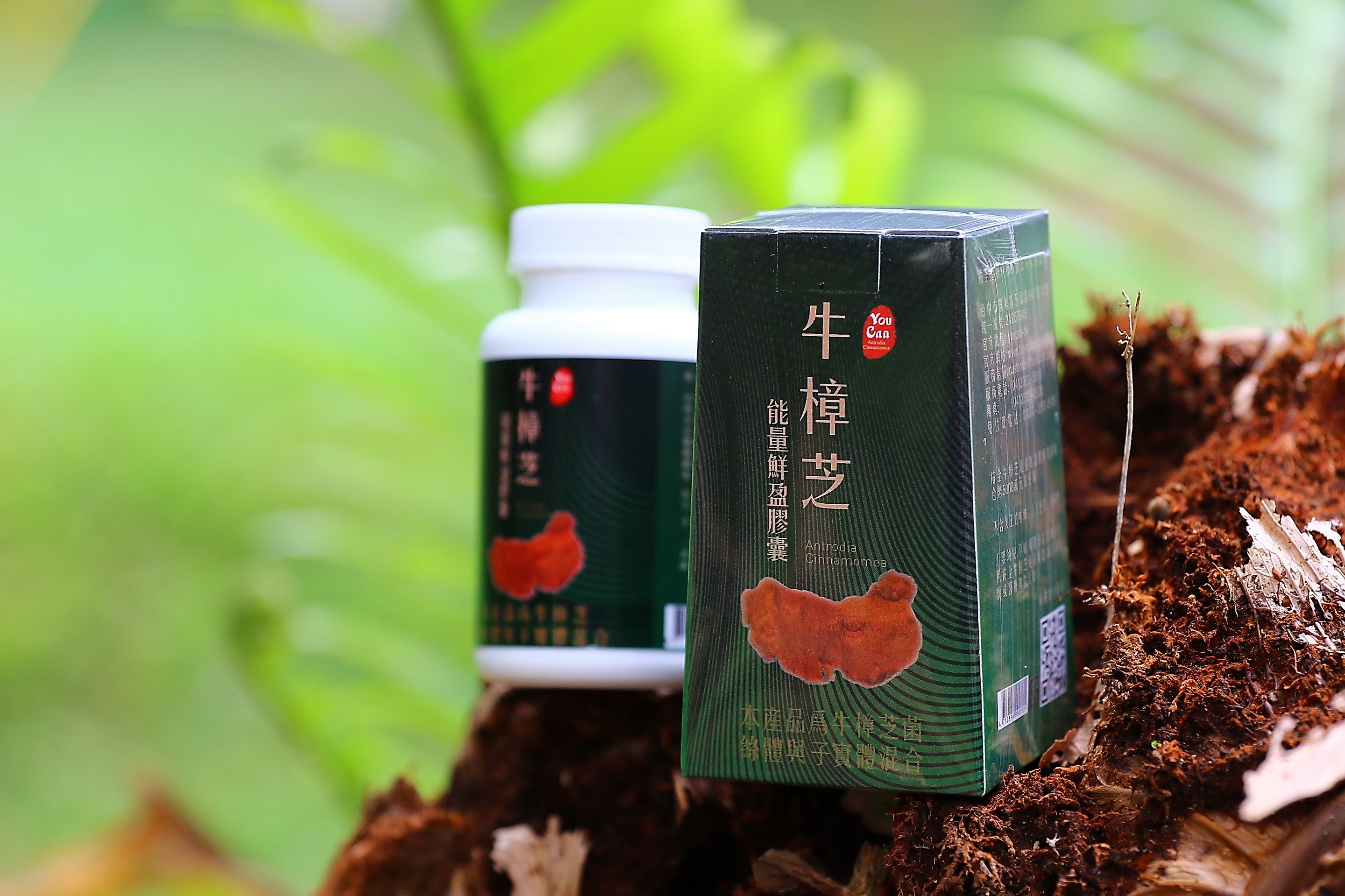 Antrodia Capsules — Daily stamina & liver support.