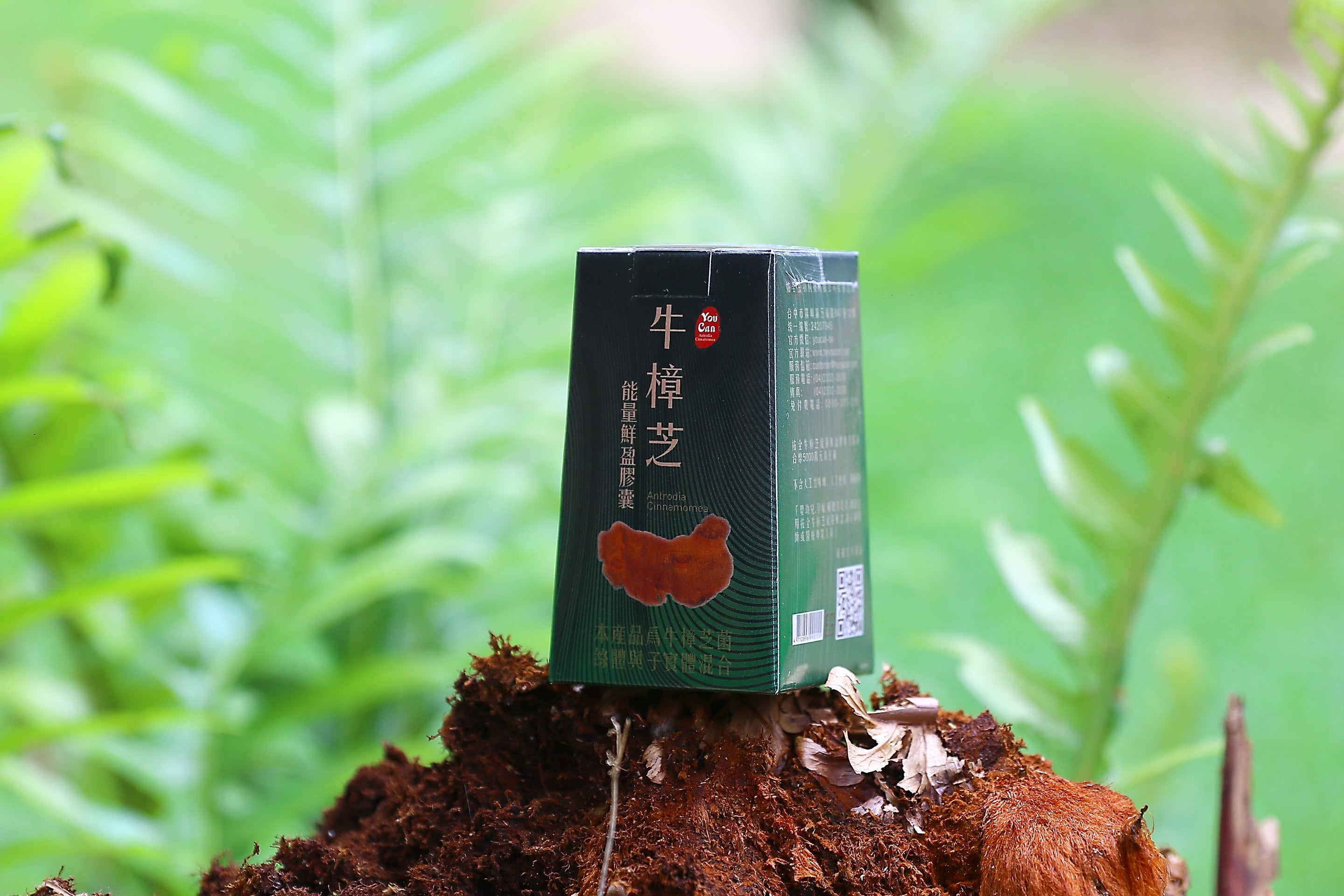 Antrodia Capsules — Daily stamina & liver support.