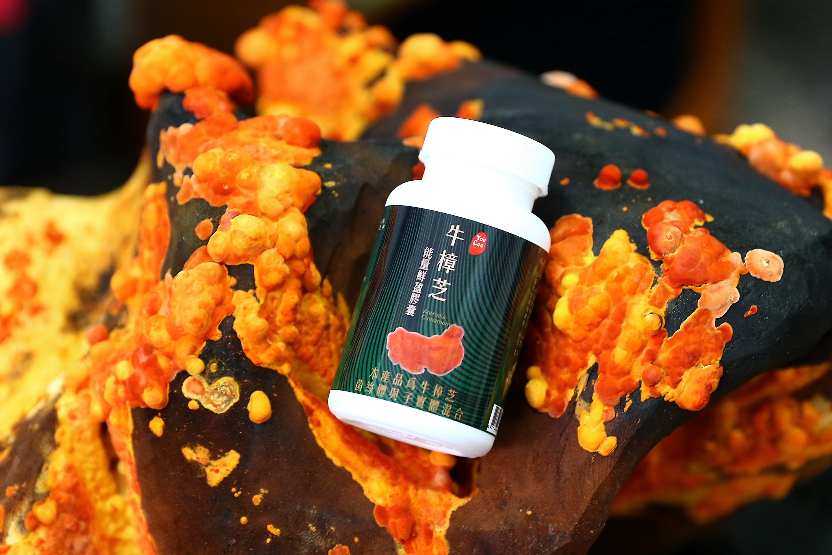 Antrodia Capsules — Daily stamina & liver support.