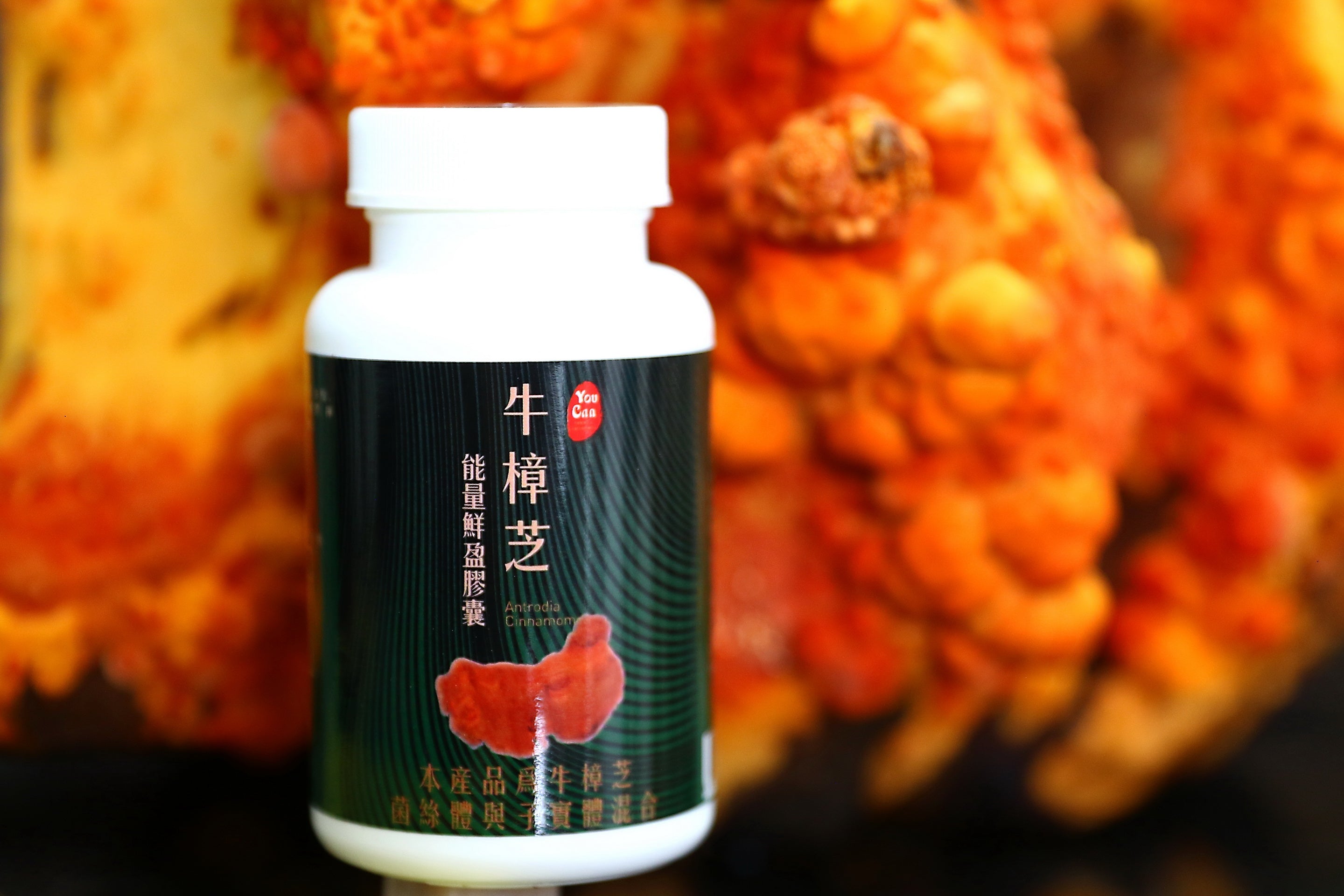 Antrodia Capsules — Daily stamina & liver support.