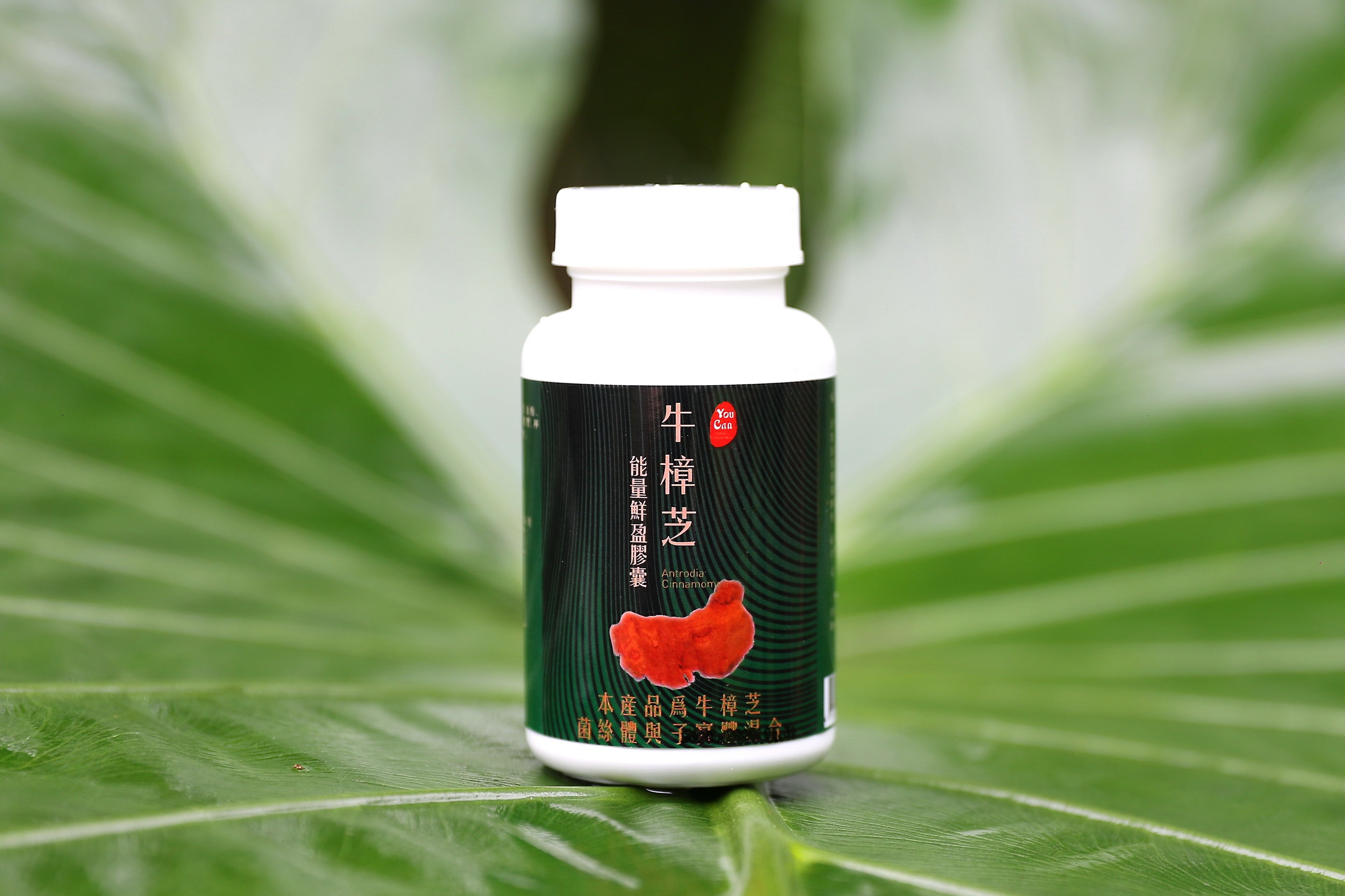 Antrodia Capsules — Daily stamina & liver support.