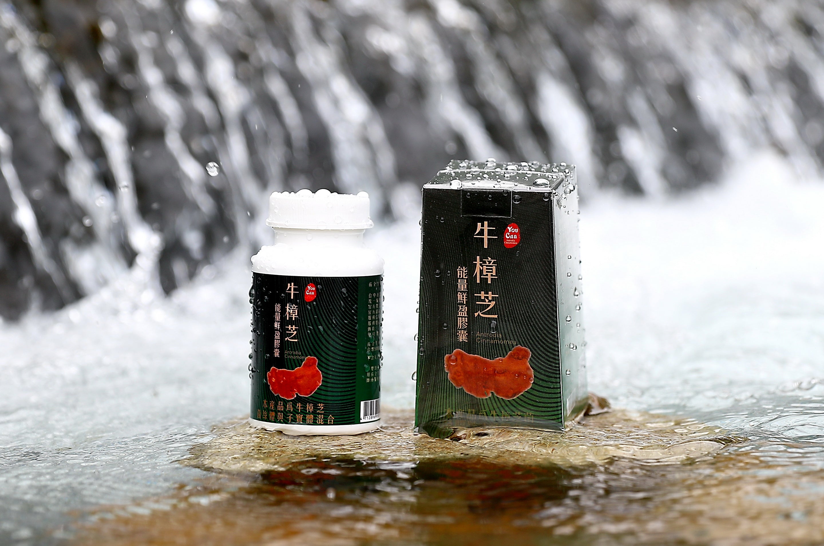 Antrodia Capsules — Daily stamina & liver support.